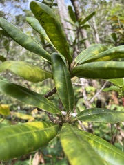 Melicope clusiifolia