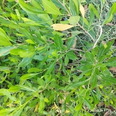 Dodonaea viscosa