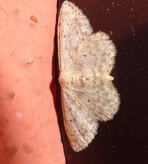 Scopula marginepunctata