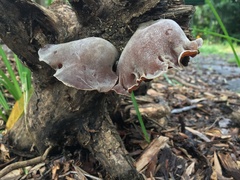 Auricularia cornea