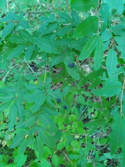 Lonicera nigra