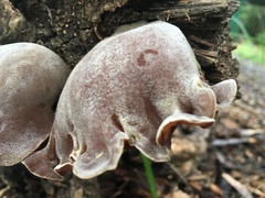 Auricularia cornea