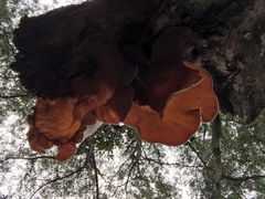 Auricularia cornea