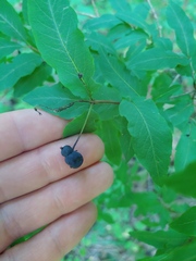 Lonicera nigra