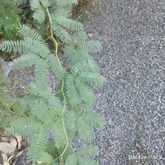 Prosopis juliflora