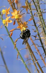 Xylocopa sonorina