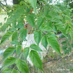 Millingtonia