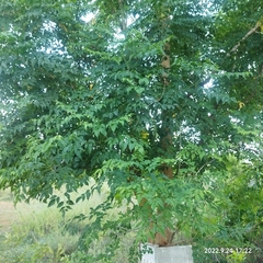 Millingtonia