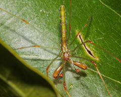 Tetragnatha hasselti