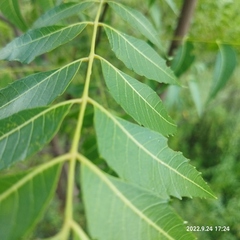 Azadirachta indica