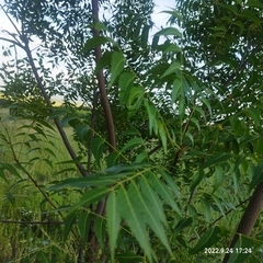 Azadirachta indica