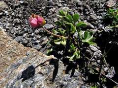 Ranunculus glacialis