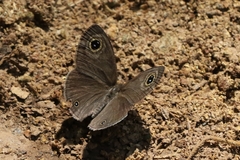 Ypthima asterope