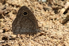 Ypthima asterope