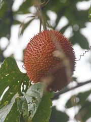 Momordica cochinchinensis