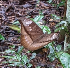 Tanaecia cocytus
