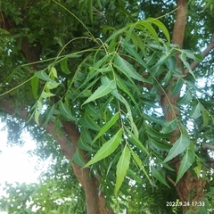 Azadirachta indica