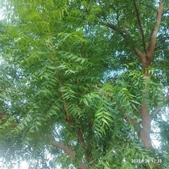 Azadirachta indica