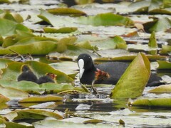 Fulica atra australis