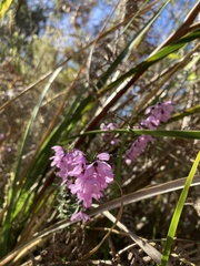 Tetratheca pilosa