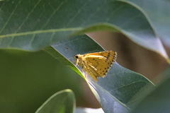 Ampittia dioscorides
