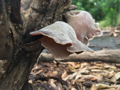Auricularia cornea
