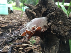 Auricularia cornea