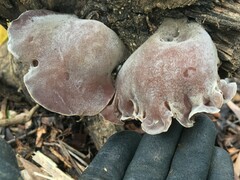 Auricularia cornea