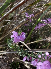 Tetratheca pilosa