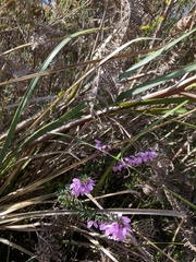 Tetratheca pilosa