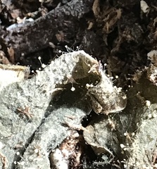 Polycephalomyces tomentosus