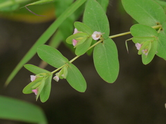Euphorbia notoptera