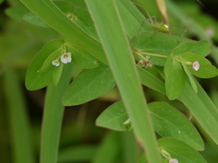 Euphorbia notoptera