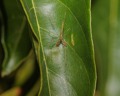 Tetragnatha hasselti