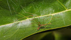 Tetragnatha hasselti