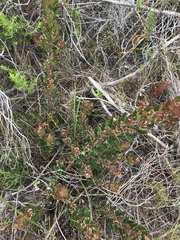Searsia cuneifolia