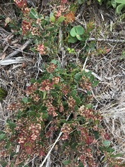 Searsia cuneifolia