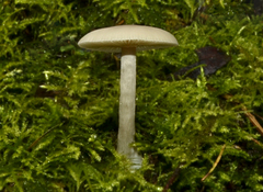 Pluteus romellii