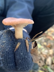 Lactarius rufulus