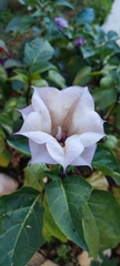 Datura metel