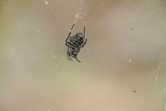 Araneus ventricosus