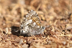 Uranothauma nubifer nubifer