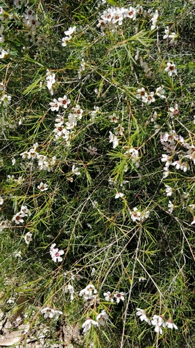 Image of Chamelaucium uncinatum by (c) Kim Lapere, some rights reserved (CC BY)