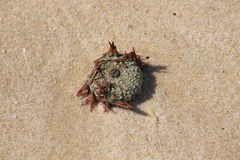 Psammechinus miliaris