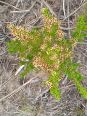 Erica glumiflora