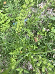 Lepidium