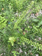 Lepidium