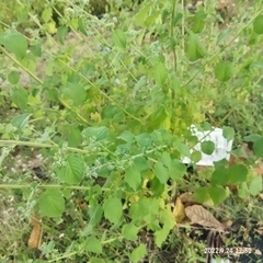 Mesosphaerum suaveolens