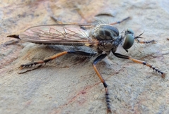 Neomochtherus geniculatus