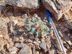 Dalea mollissima
